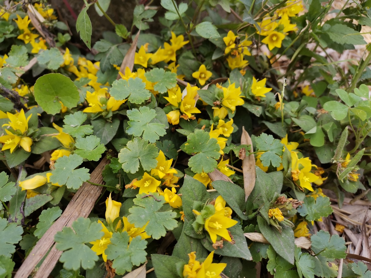 贴着地面开的黄色小野花金爪儿别名五星黄可治疗蛇咬伤