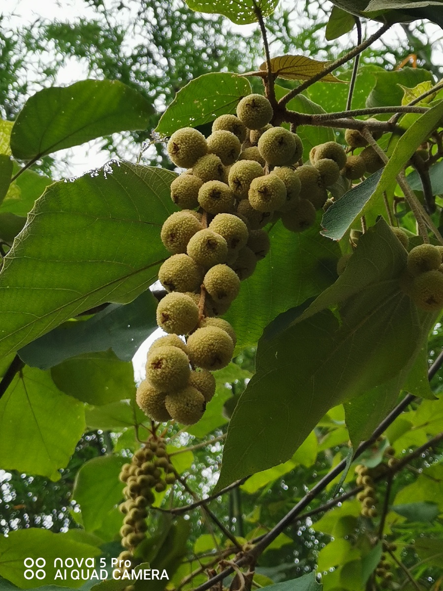 硕果累累的毛桐