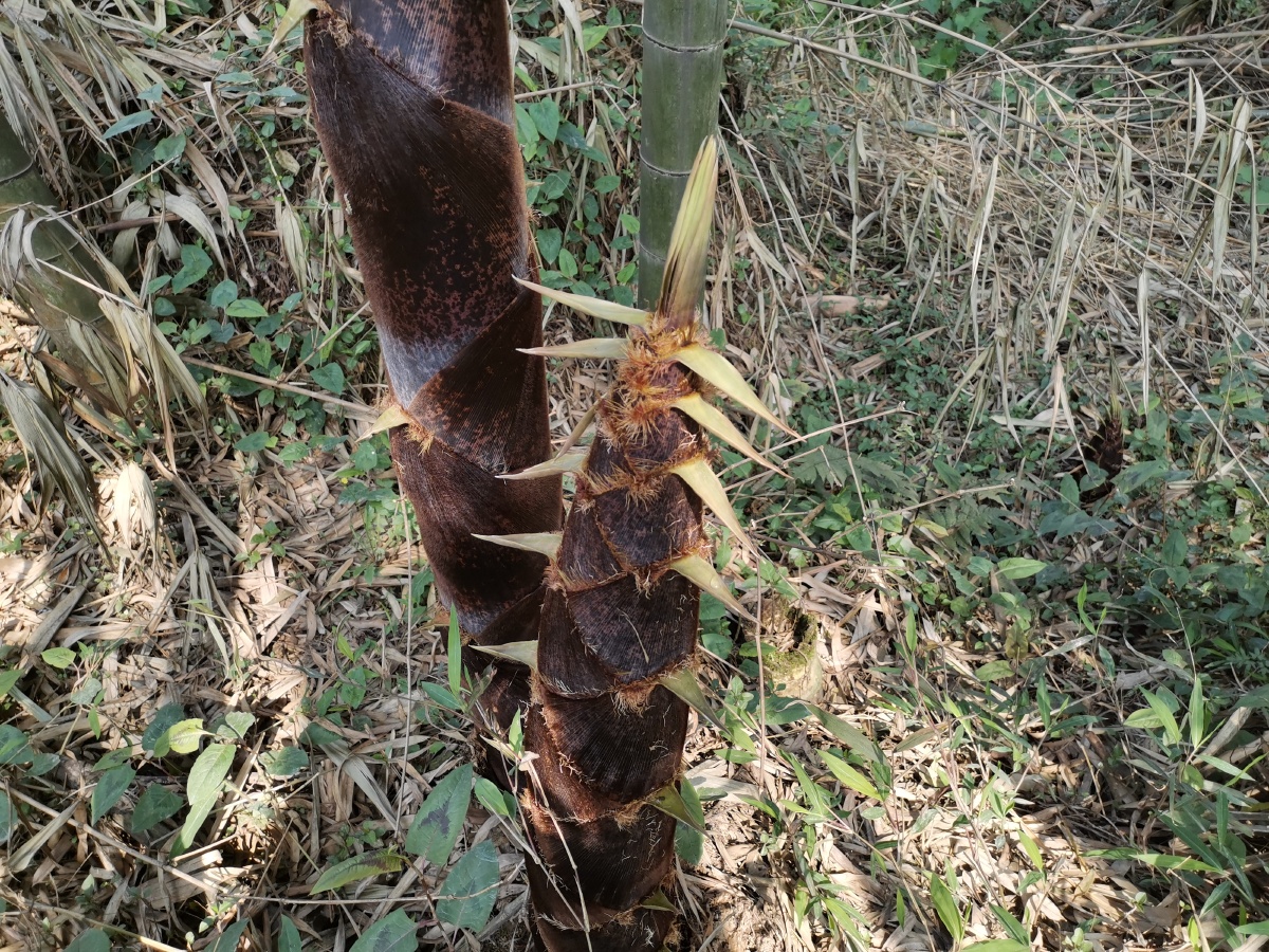 楠竹破土笋芽尖尖摄于兴文石林路边