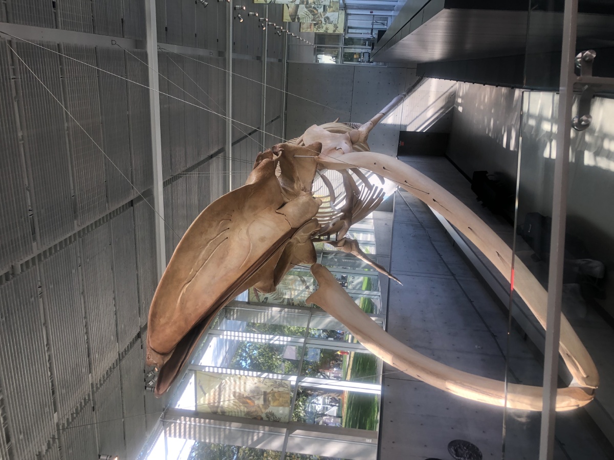 beatybiodiversitymuseum的蓝鲸化石