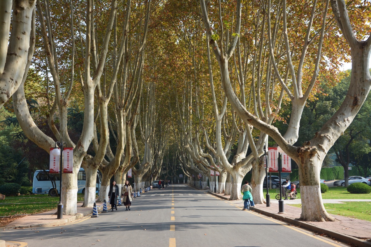 河海大学网红图书馆没有拍到欣赏一下美丽的梧桐吧