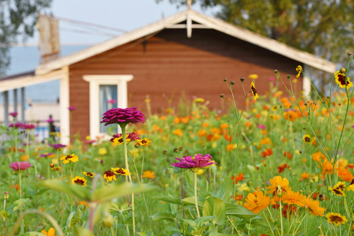 我有一所房子种下一片花海