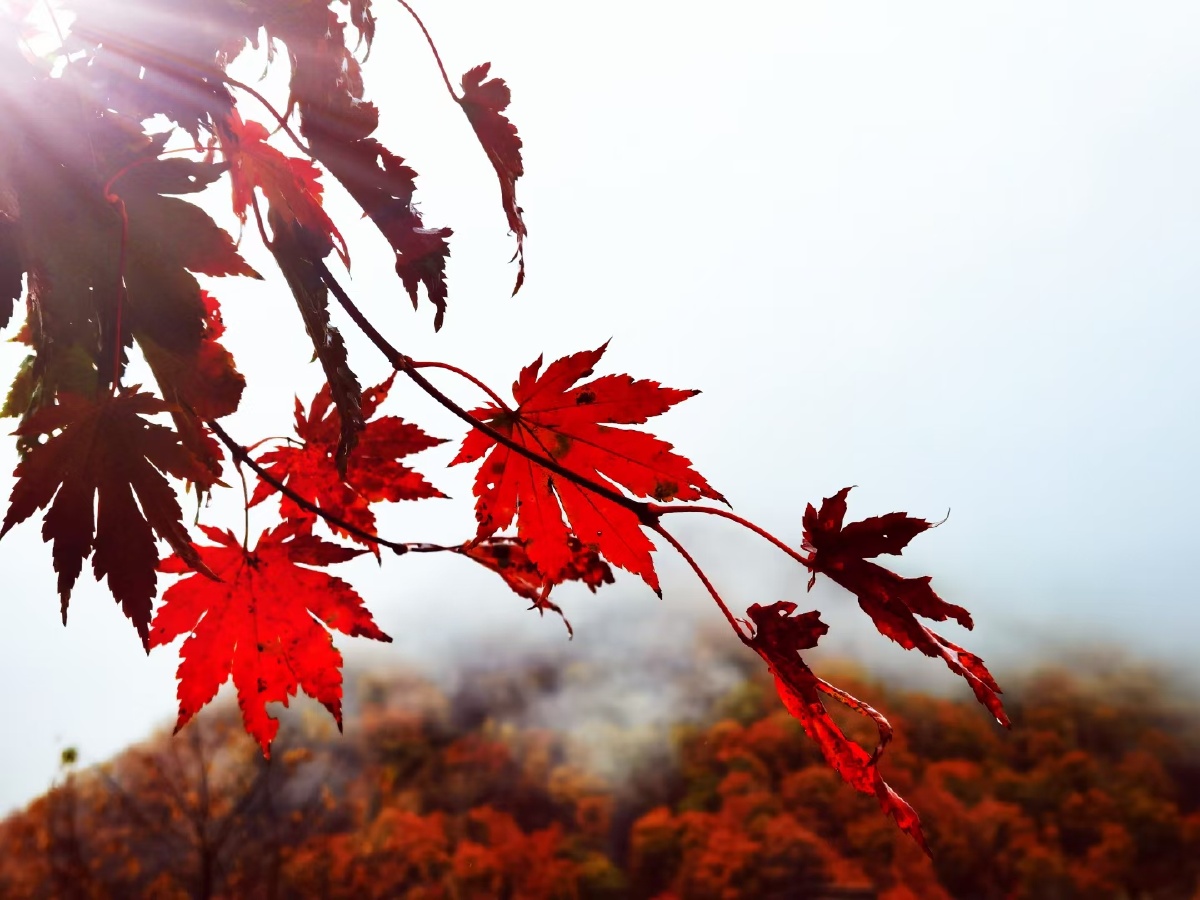 满山红枫叶非常漂亮映红整个山川满山云雾缭绕更显得美丽