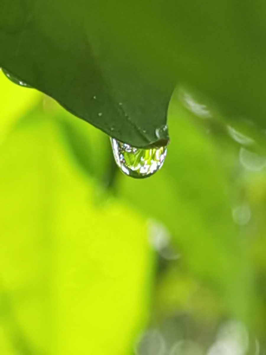 圆融的爱是一滴滴甘露滋润每一叶心