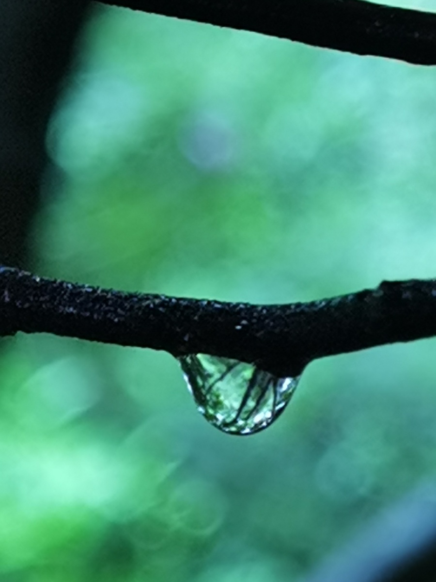 雨后心净了 - 绿色心门