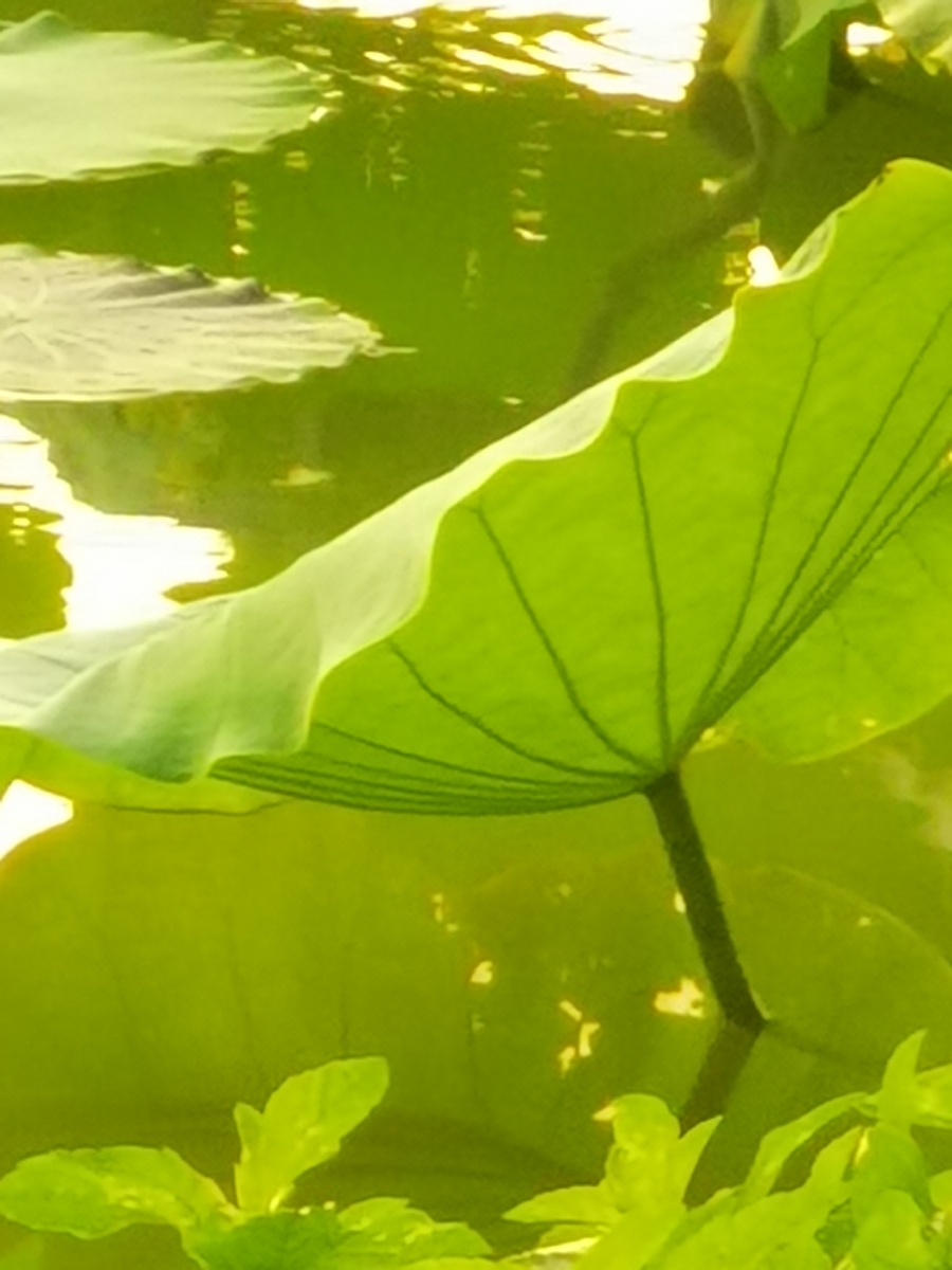 寂静里升起的清明惊起一潭绿波