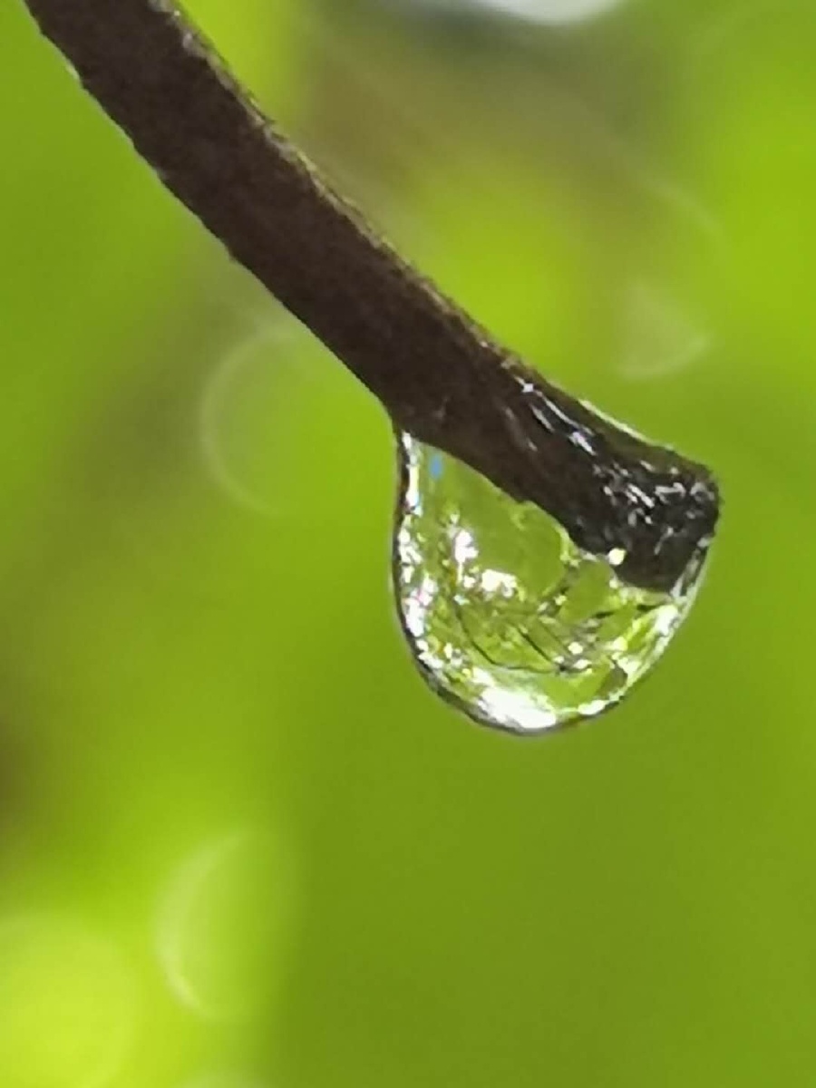 圆融的爱是一滴滴甘露滋润每一叶心