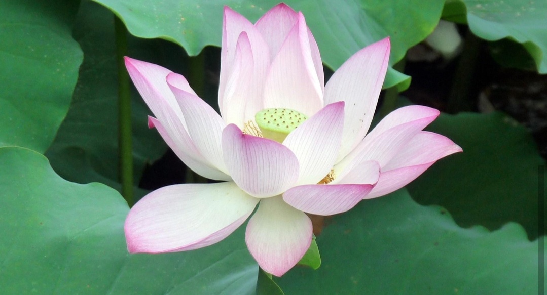 帮我查出来世界所有花的图片