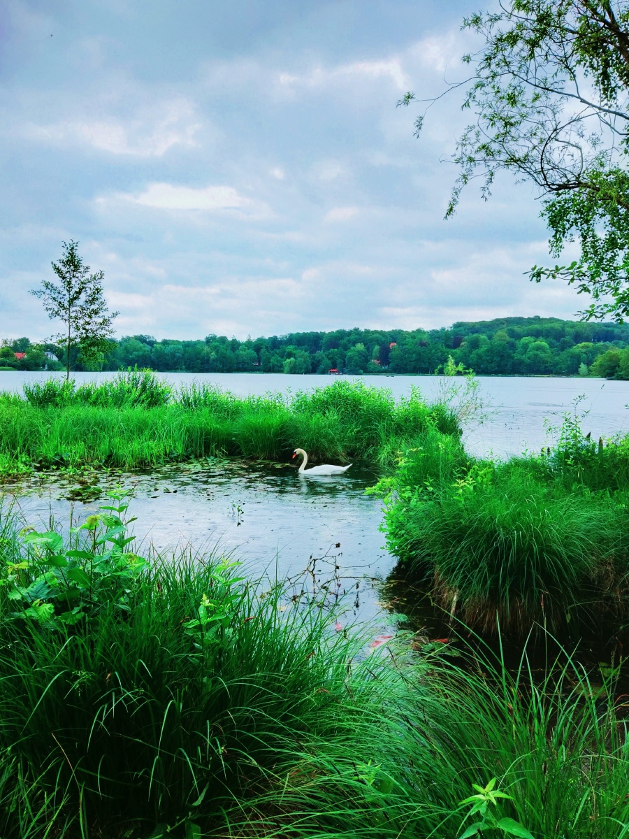 绿草白鹅湖景不错