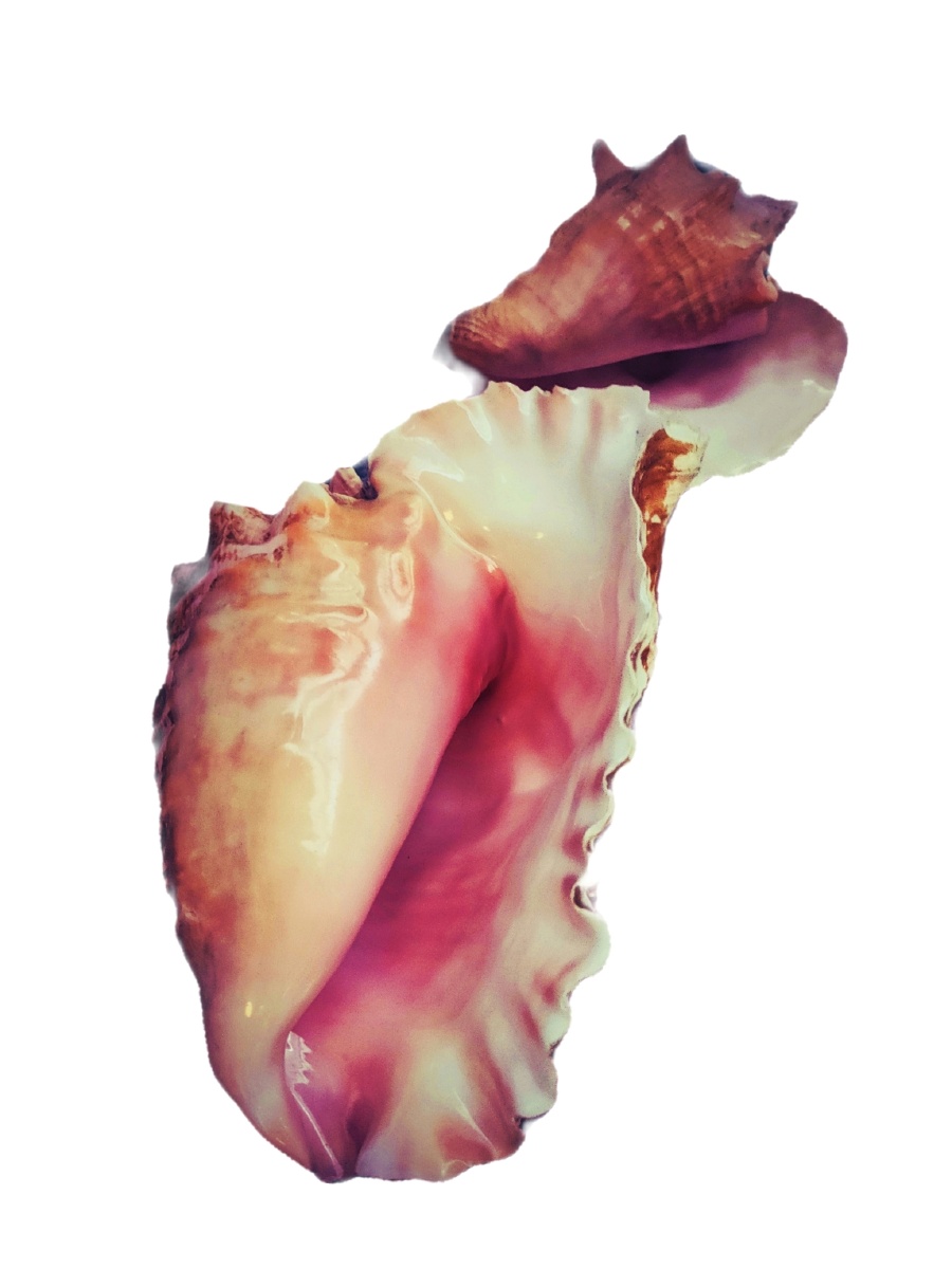 女王凤凰螺-嗯,不错!