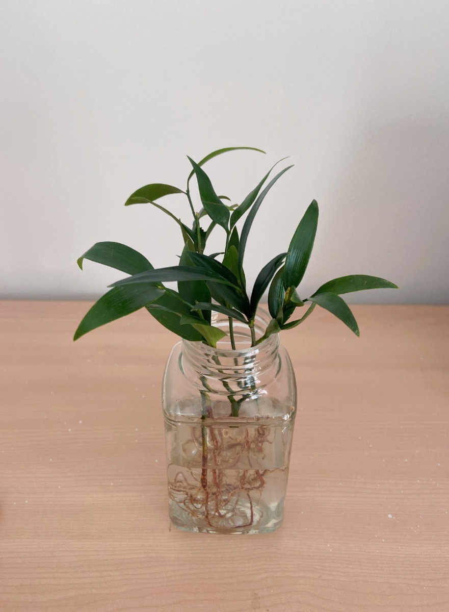 驱蚊竹水培植物办公室市内绿植diy盆栽绿色植物竹子