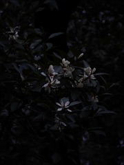 1000026715