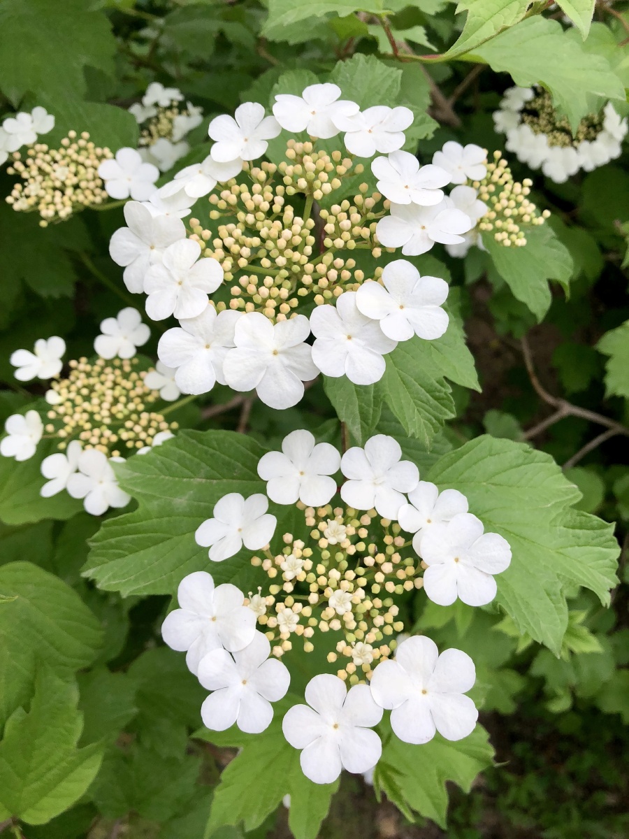 天目琼花清秀美丽花开似雪果赤如丹白色伞状花序春可观花秋可观果花语