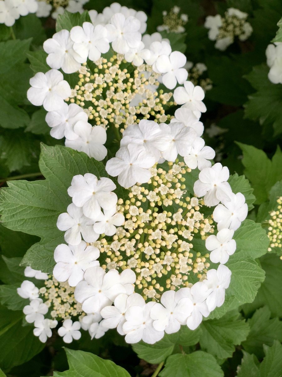天目琼花清秀美丽花开似雪果赤如丹白色伞状花序春可观花秋可观果花语
