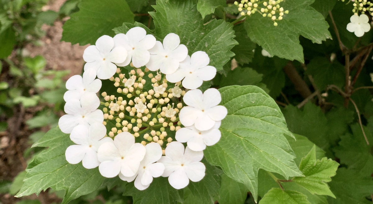 天目琼花清秀美丽花开似雪果赤如丹白色伞状花序春可观花秋可观果花语