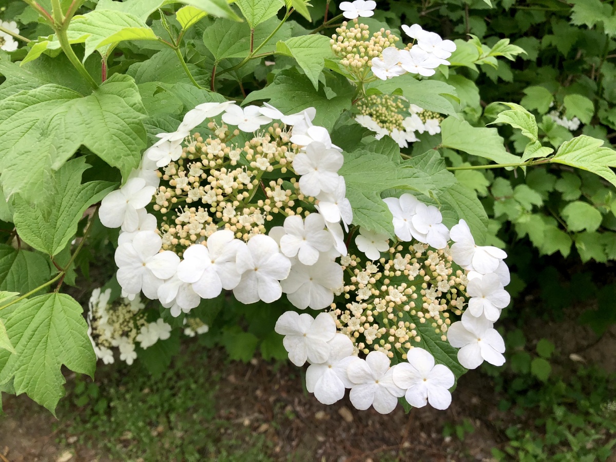 天目琼花清秀美丽花开似雪果赤如丹白色伞状花序春可观花秋可观果花语