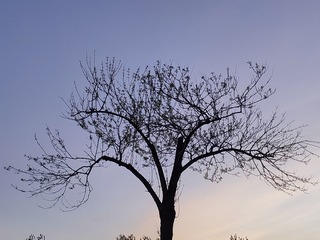 1000011558