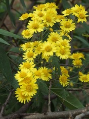 57