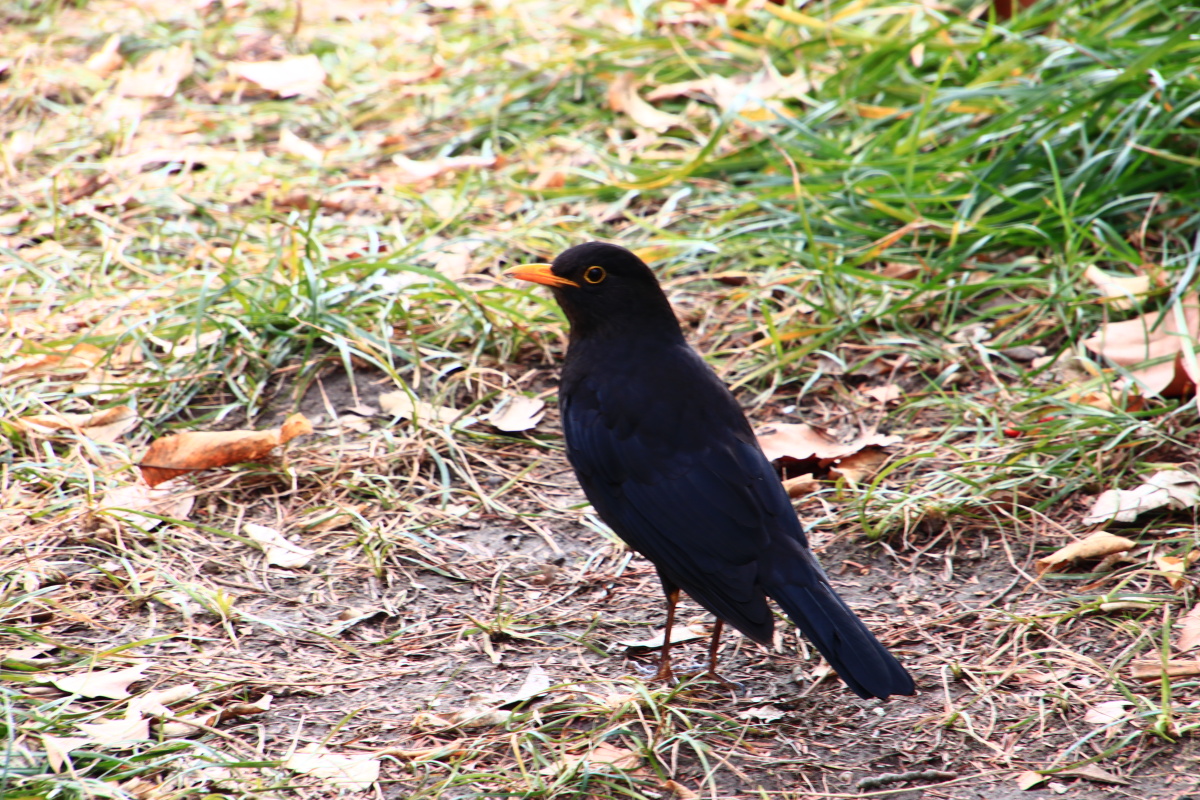 黄嘴黄眼黑乌鸫 - 太阳神-天域 - 图虫