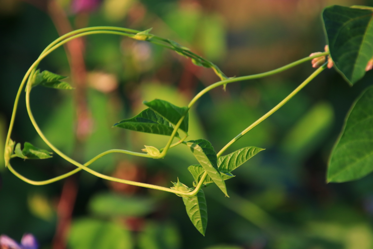 扁豆藤