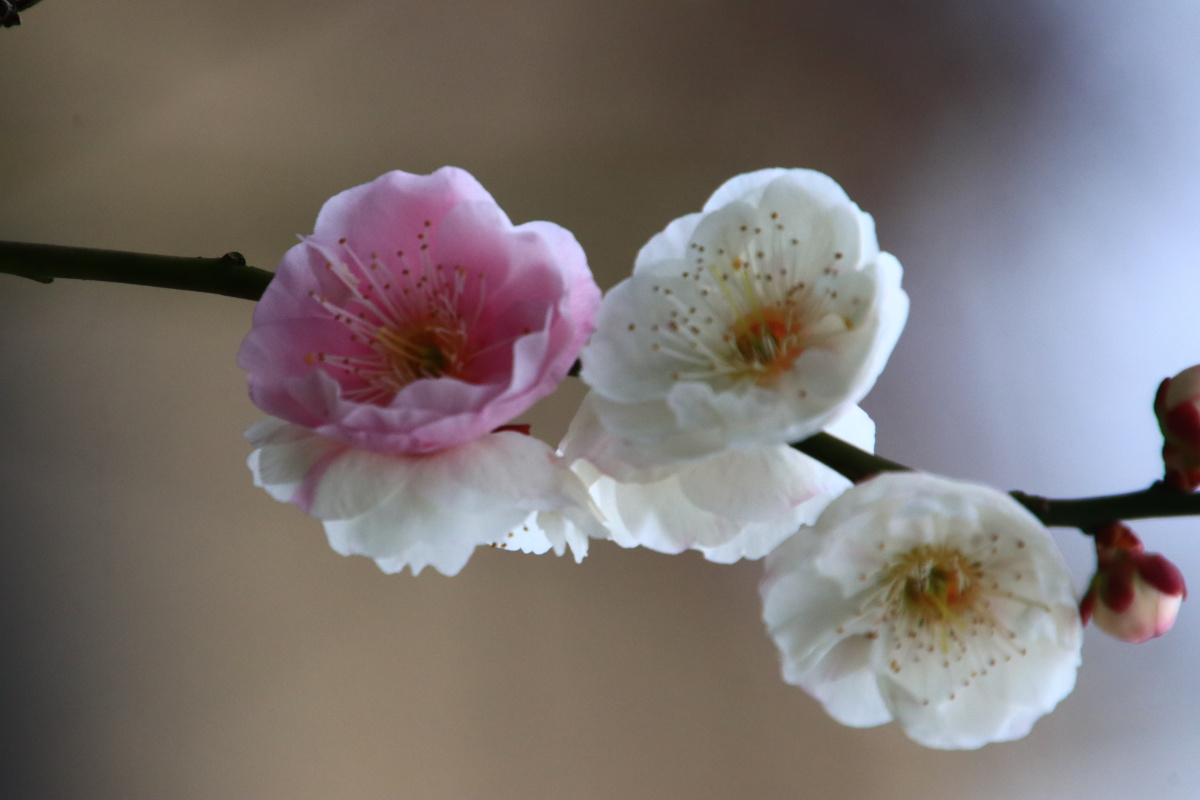 一枝双色梅