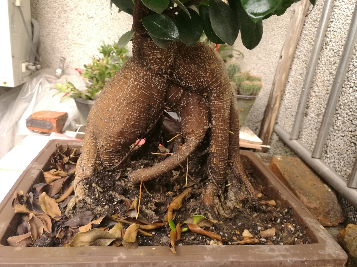 盆栽榕树61人参榕