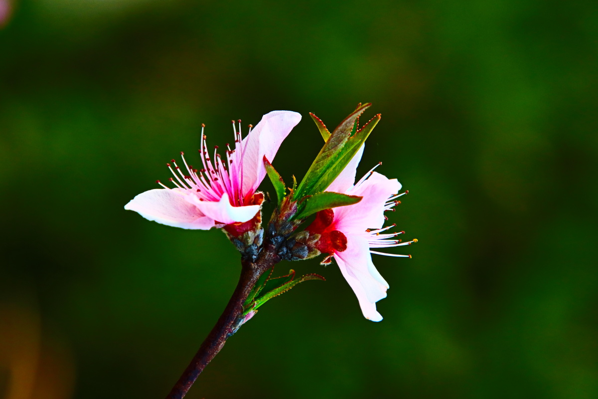 桃花春 - 太阳神-天域 - 图虫