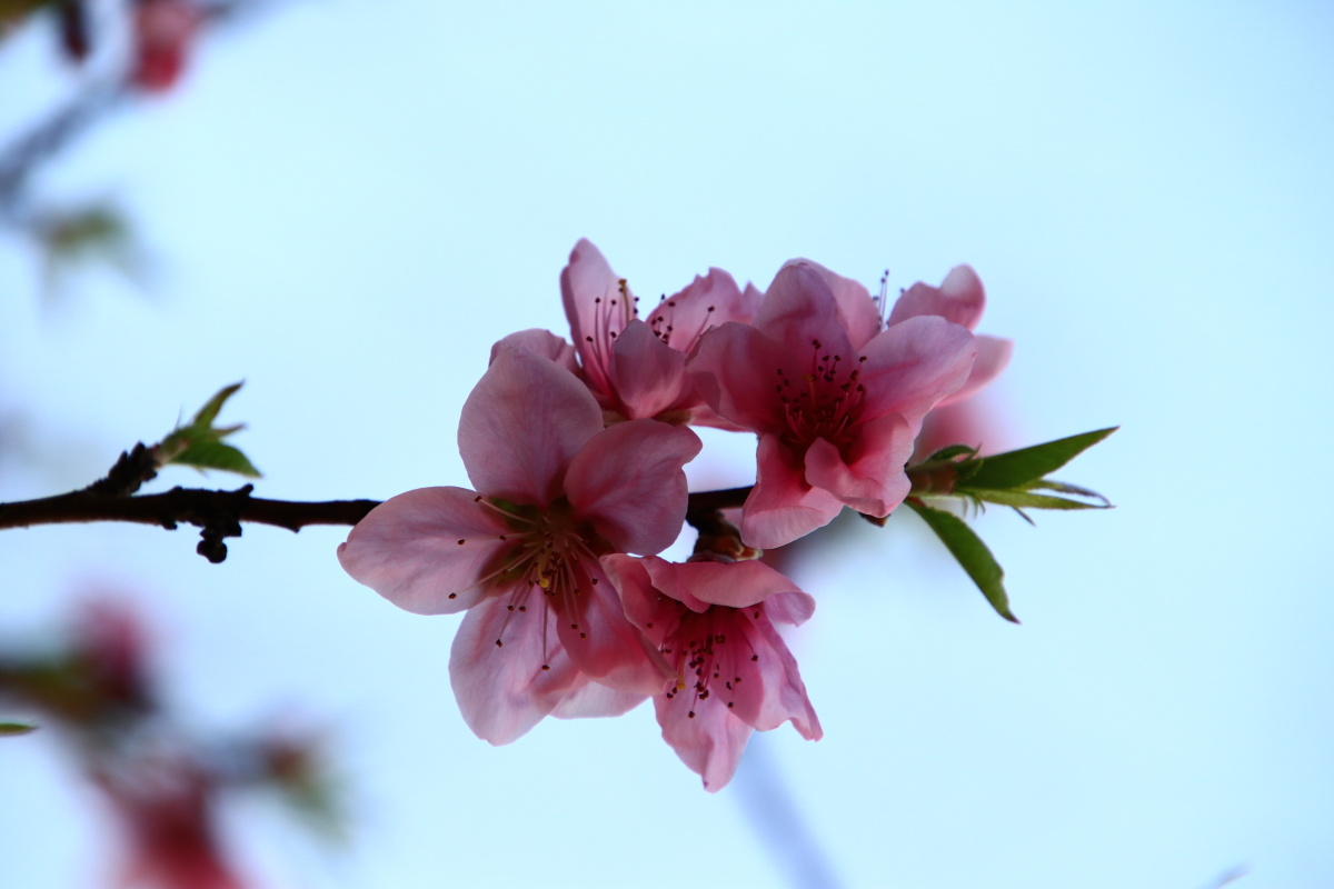 桃花春 - 太阳神-天域 - 图虫