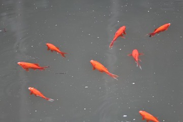 11807