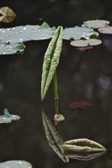 14516