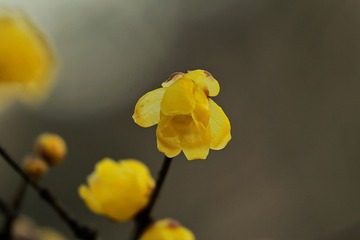 35330