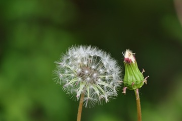 6442
