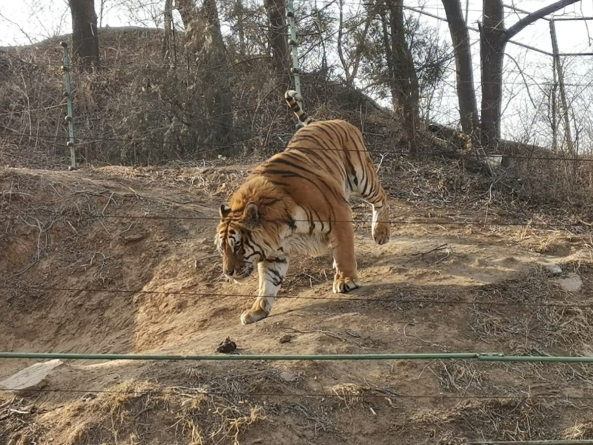 虎踞龙盘今胜昔天翻地覆慨而慷
