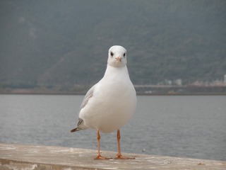 11590