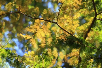 _MG_0714.JPG