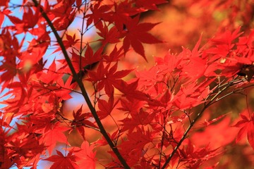 _MG_0717.JPG