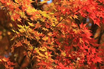 _MG_0721.JPG