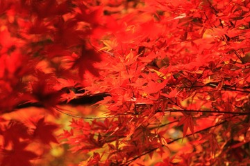 _MG_0722.JPG