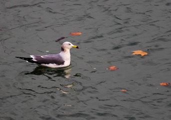 _MG_0819.JPG