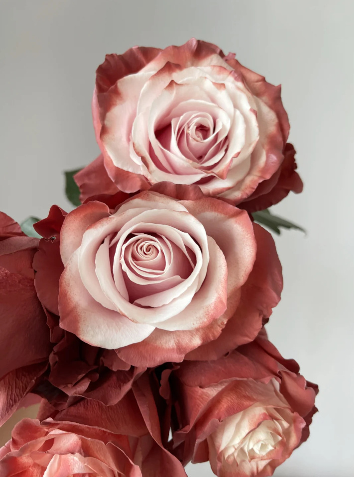 厄尔多瓜玫瑰cafeconleche