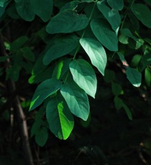 A2D5CF24-5D54-4FB7-A9D2-A878538F96E3/L0/001