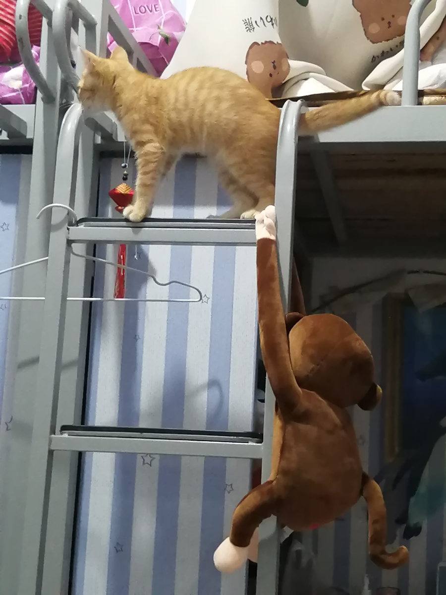 这是一只会爬床喵喵