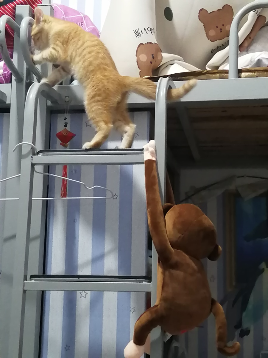 这是一只会爬床喵喵