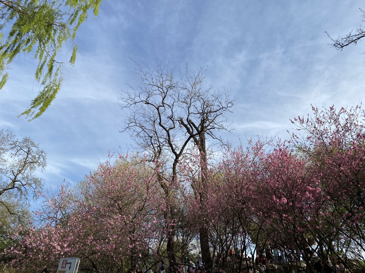 樱花盛开,最美应是人间四月天