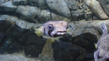 11828