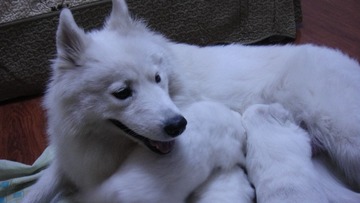 11182