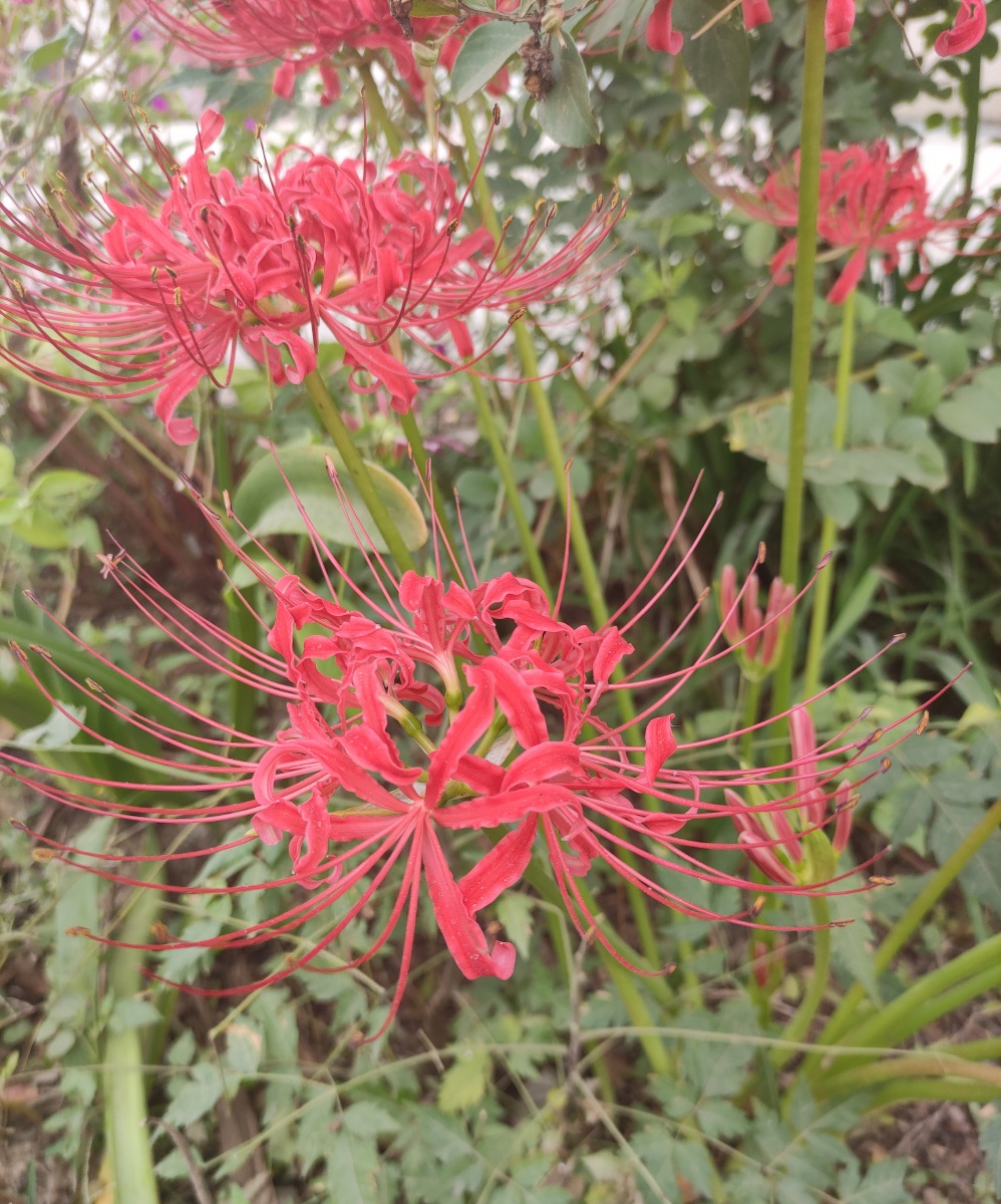 曼珠沙华黄泉路上唯一的景色原你的家人身体健康