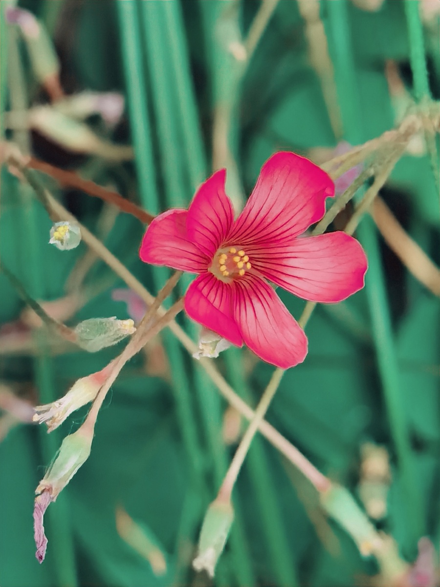 一朵美丽的小花我们叫她太阳花