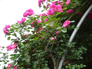 1AE195E1-D13B-40FF-924D-F441052D0BD1/L0/001