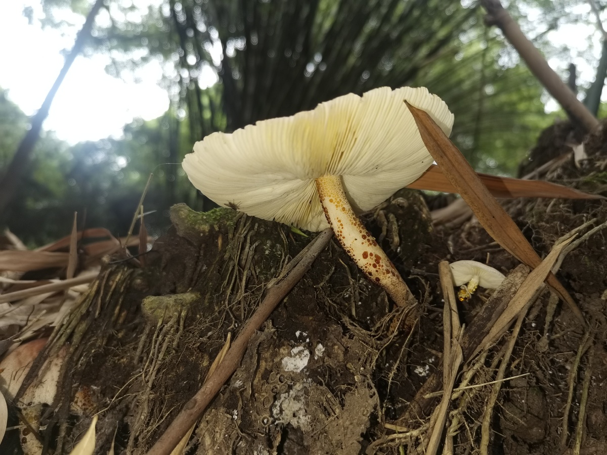人文地理摄影组蘑菰环境木叶子根土壤_del_鸟36625#野生还没有人打赏